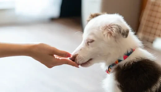 子犬が石や砂を食べる原因は？対処法と食べさせないためのしつけ方法