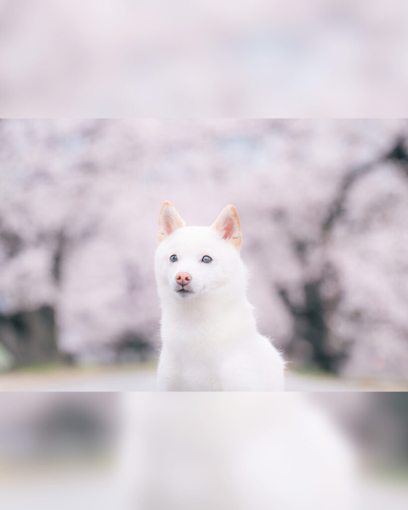 柴犬_桜