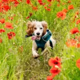 ハイキング_犬