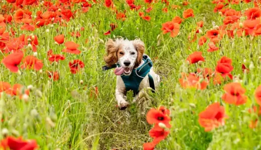 愛犬と一緒に山登り｜初めて犬連れ登山をする前に知っておくべきこと