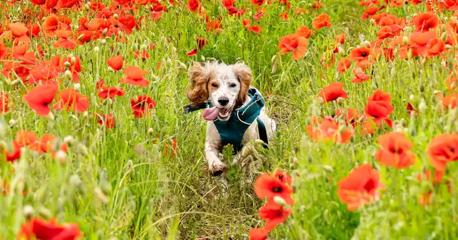 ハイキング_犬