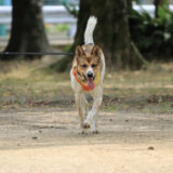 犬の呼び戻し