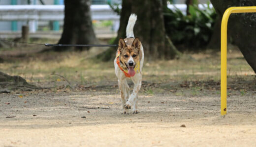 犬を呼んでもこない!?