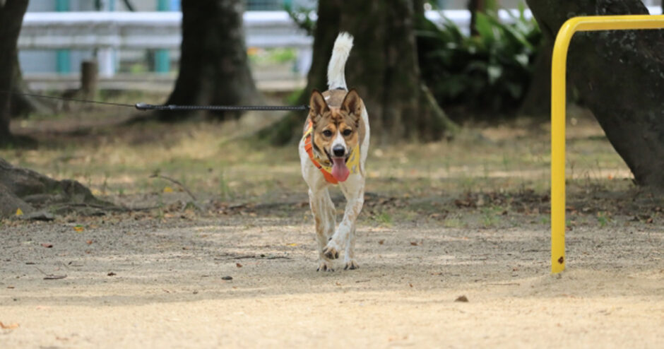 犬の呼び戻し
