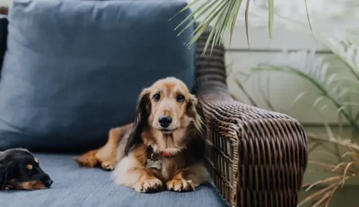 犬のノミ・ダニの薬はいつからいつまで使えるの？