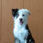 子犬