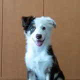 子犬