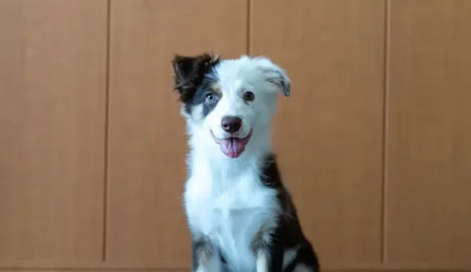 生後4ヶ月の子犬｜うんちは1日何回が平均？5~6回/日する子犬は、、、