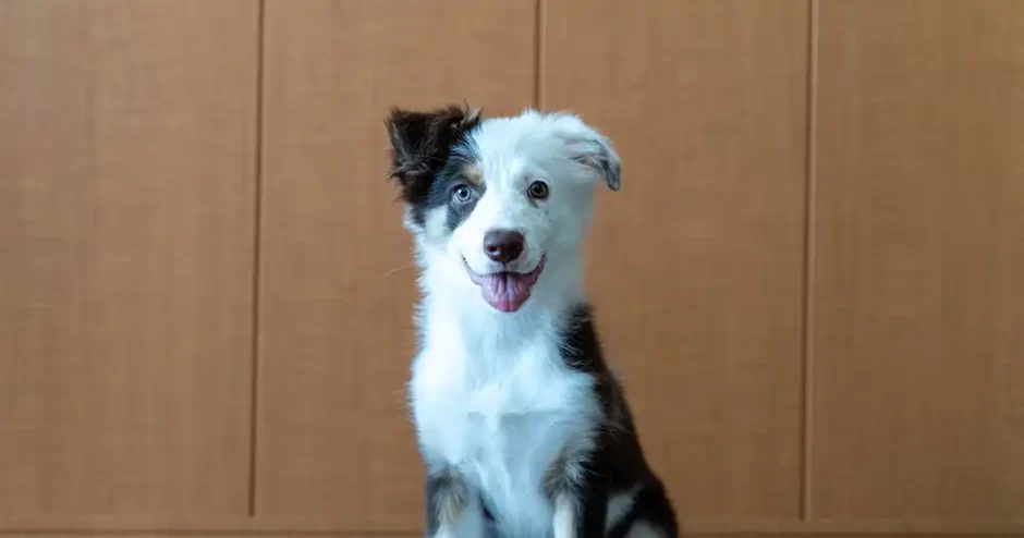 子犬