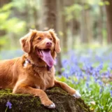 ハイキング_犬