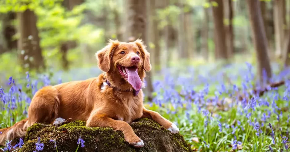 ハイキング_犬