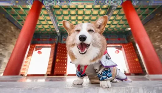 平等院鳳凰堂は犬連れ観光OK｜周辺のおすすめスポットもチェック