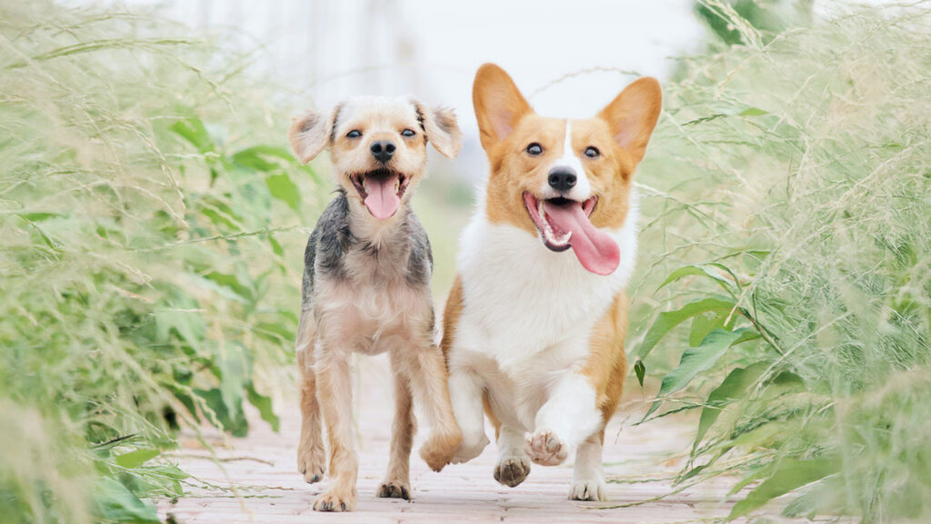 犬のお散歩